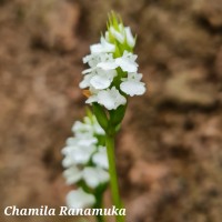 <i>Peristylus brevilobus</i>  Thwaites